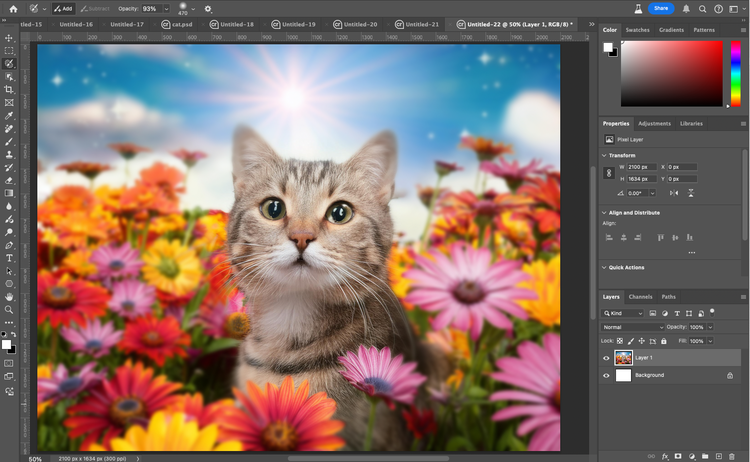 Image of cat in a field of flowers in Photoshop.