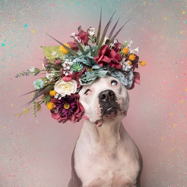 Pit Bull Flower Power in all its colorful glory; images source: Sophie Gamand.