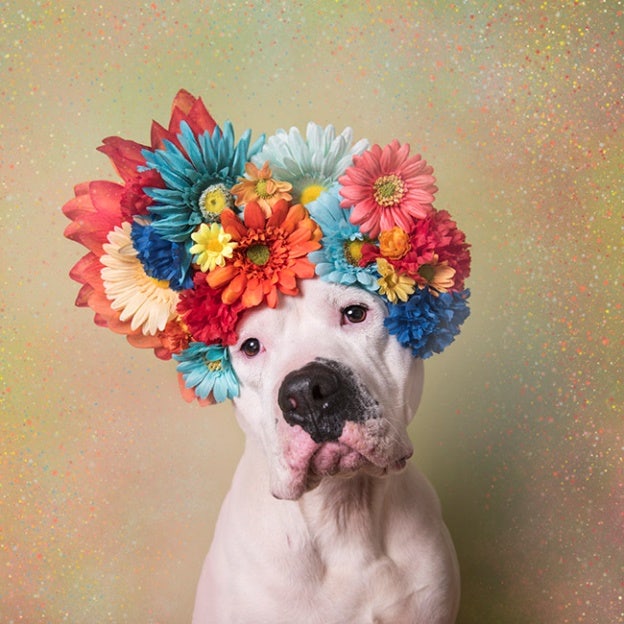 Pit Bull Flower Power in all its colorful glory; images source: Sophie Gamand