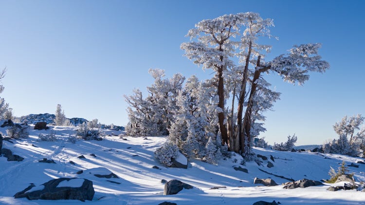 Image of a snowy landscape with trees.