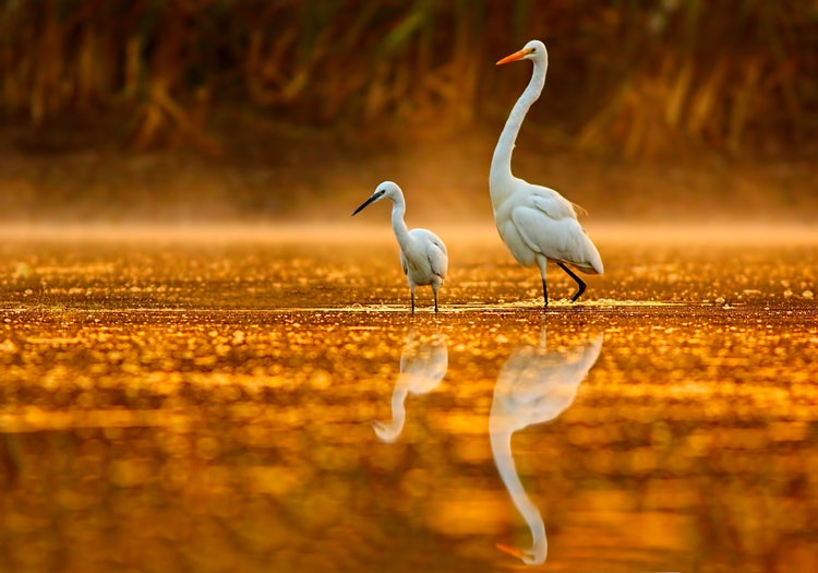 Photograph of wetland of the Everglades.