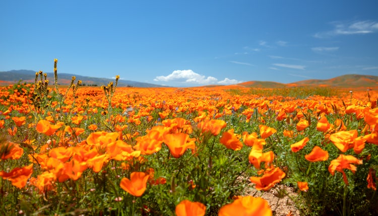 Photograph of golden fields of poppies.