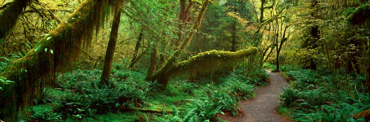 Photograph of a green forest.