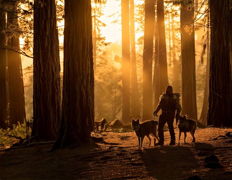 Photograph of Redwood Forest.