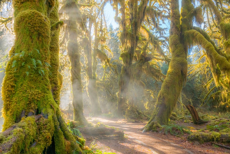 Photograph of Hoh rainforest in Washington.