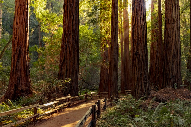 Photograph of towering, ancient redwood trees.