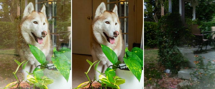 A dog standing next to a plant
