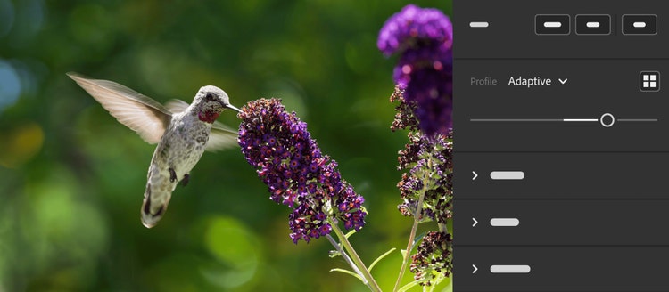 Image of a humming bird created using Adobe Lightroom.