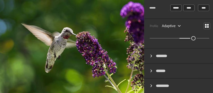 Image of a humming bird created using Adobe Lightroom.