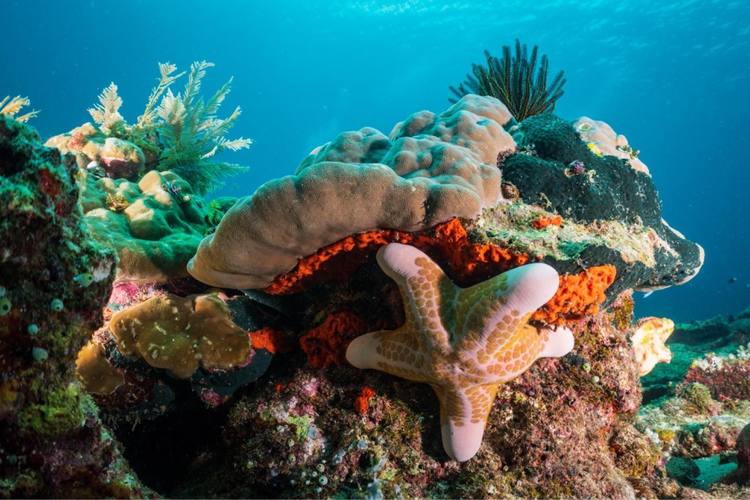 Image of sealife taken by Conservation International.