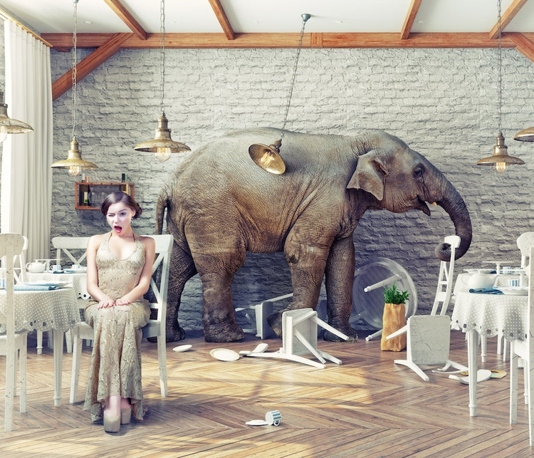 elephant calm in a restaurant