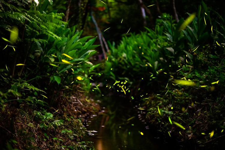 fireflies in the bush by stream
