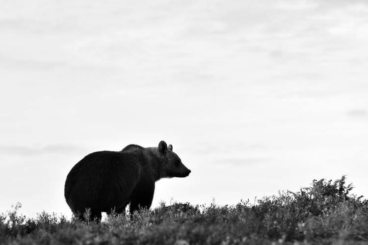 brown bear silhouette black and white