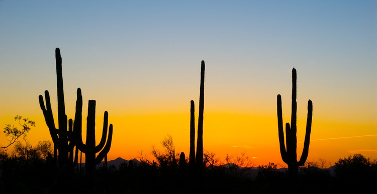 Landscape at sunset in Saguaro National Park, Arizona, USA