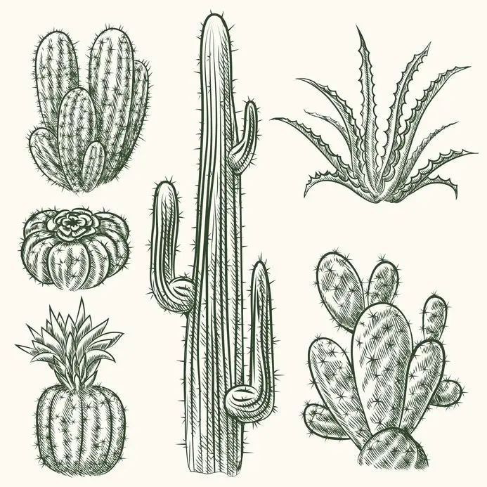 Hand drawn vector cactus