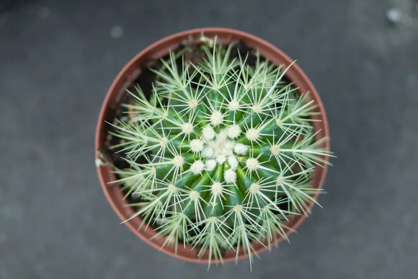 Indoor cactus in a pot