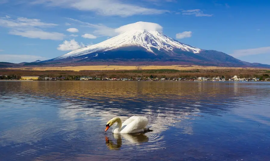 White Swan with Mount Fuji at Yamanaka lake, Yamanashi, Japan
