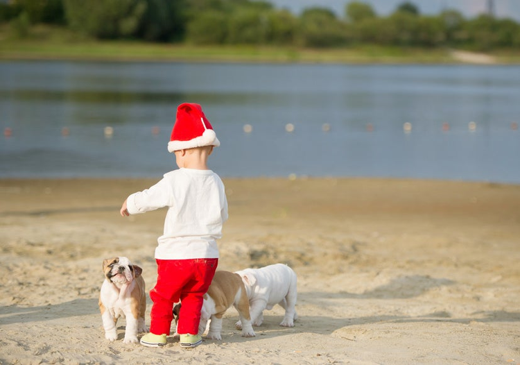 little Santa plays on the river bank with puppies