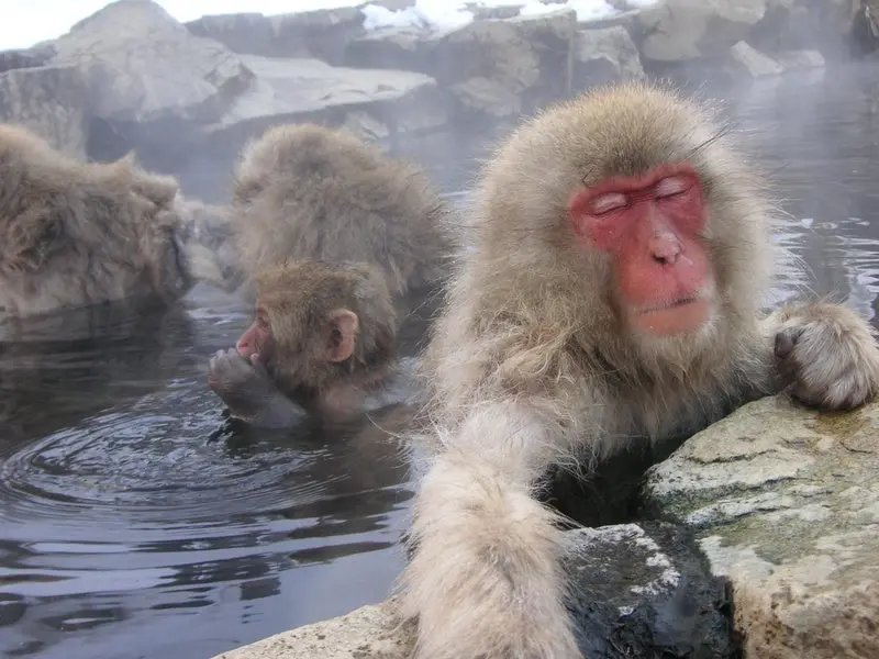 Monos en invierno