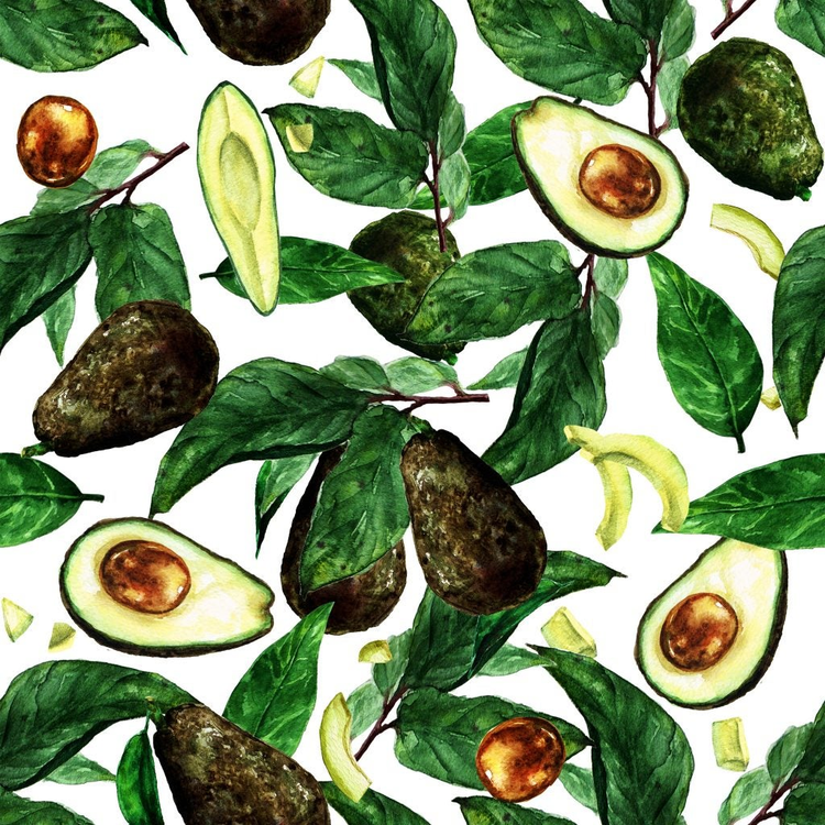 ilustracion de una planta de aguacate con sus frutos