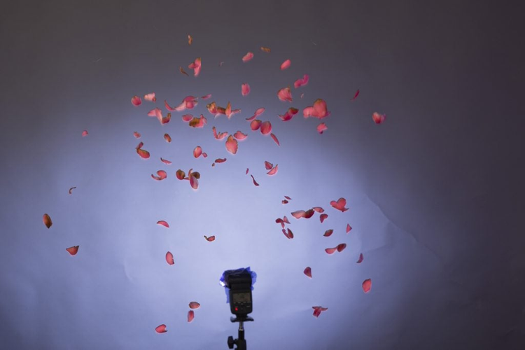 petalos de flores volando