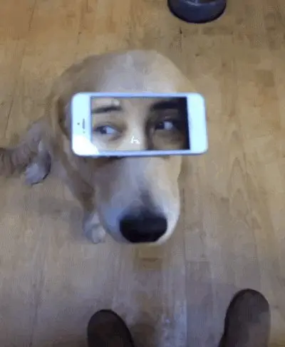 mascota sentada en el piso con un telefono celular sobre sus ojos, Adobe Spark