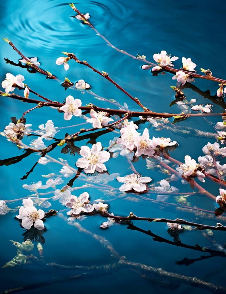 Ramas y flores blancas sobre agua 