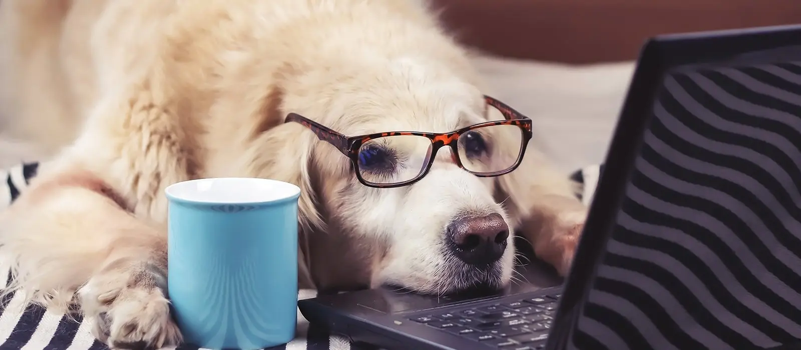 Perro Golden Retriever con lentes frente a un computador portatil con un vaso de cafe en una de sus patas