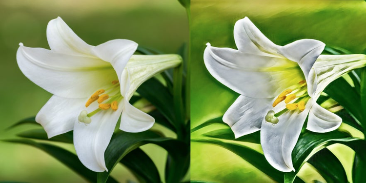 tansferencia de estilo en dos fotografias de una orquidea