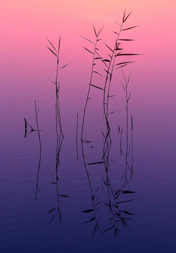 Fotografia de un lago con plantas, colores brillantes y calidos 