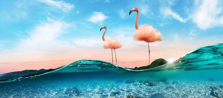 ilustracion de dos cisnes rosados en Photoshop