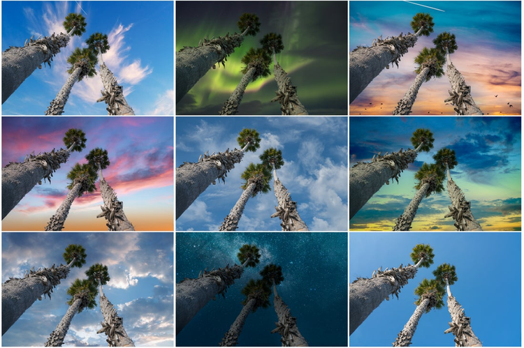 Nine images of palm trees with different sky backgrounds, sunset, night sky, blue sky, cloudy, and more.