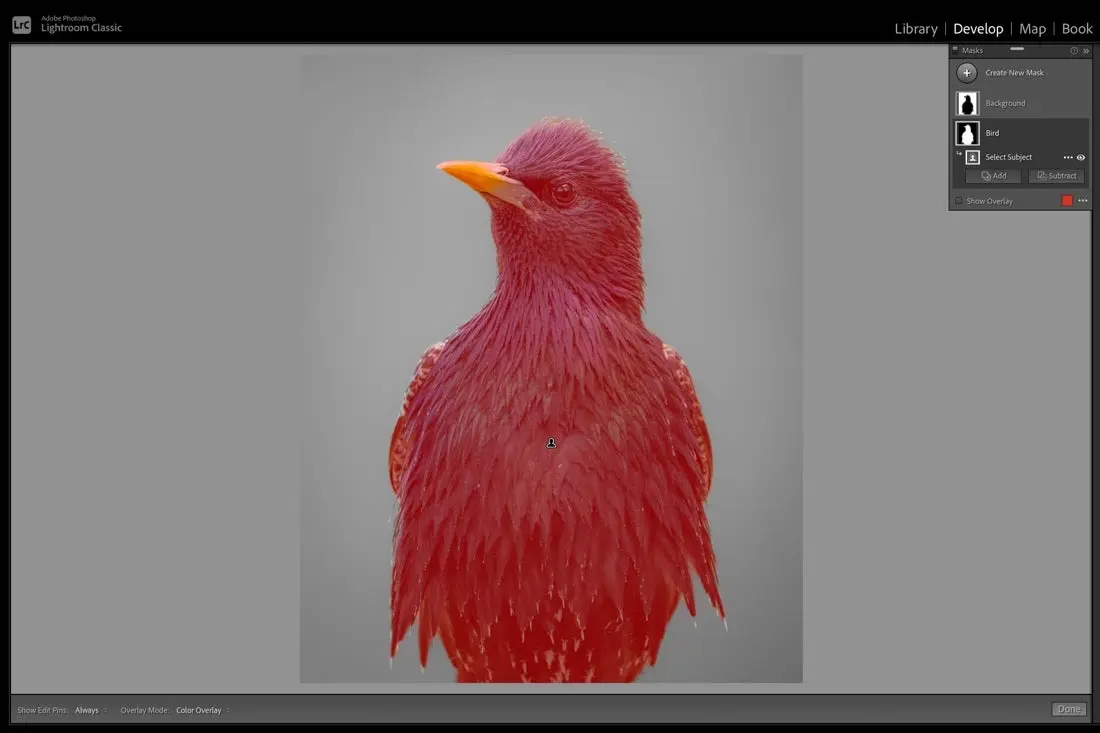 Screen shot of a bird on a screen in lightroom. 