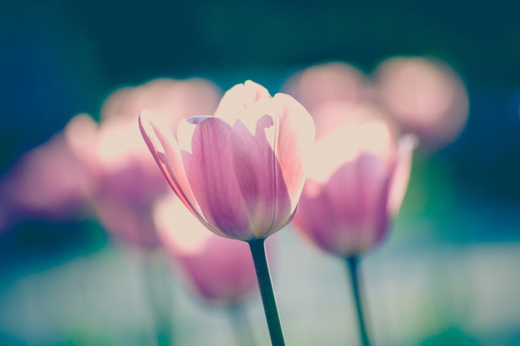 beautiful tulip flowers in garden, selective focus, retro colors