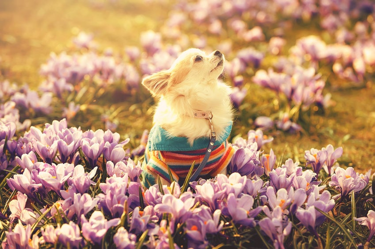 Chihuahua dog and purple crocus flowers filtered spring image