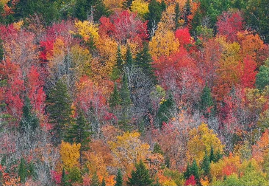 photo foret arbre et couleurs