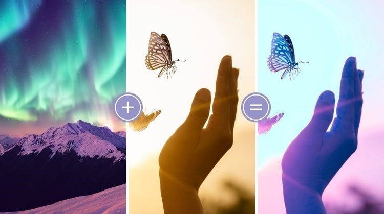 A collage of different images of butterflies Description automatically generated