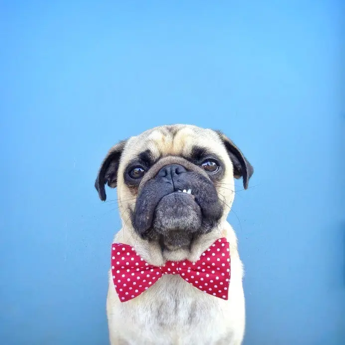 Pug wearing bow tie