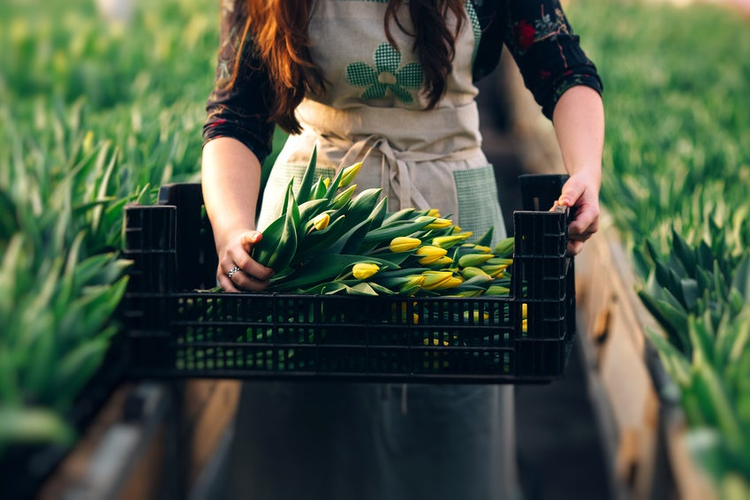 yellow tulip in woman hands