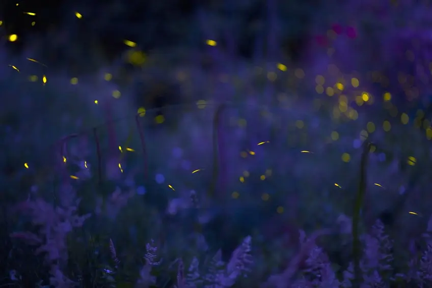 Italy, Tuscany, View of fireflies in meadow at night