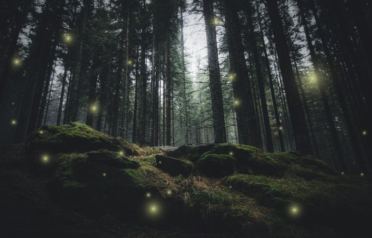 magical lights sparkling in mysterious forest at night