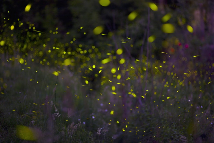 Italy, Tuscany, View of fireflies in meadow at night