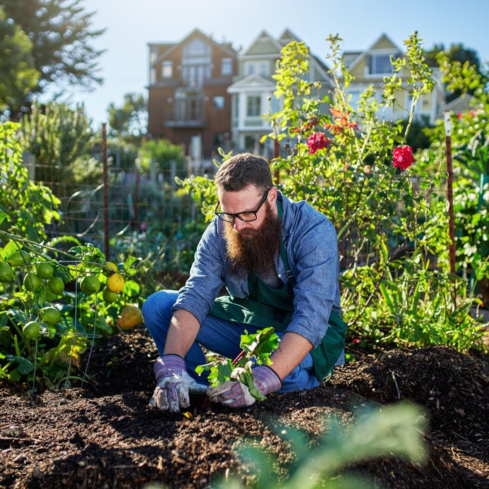 picking beets in urban communal garden