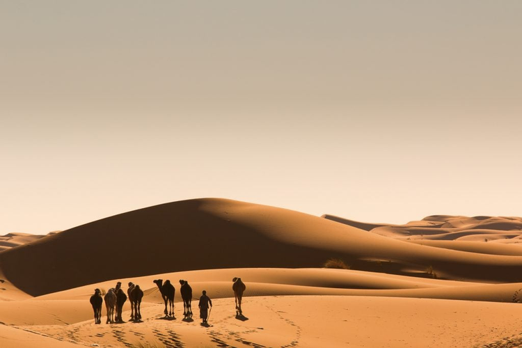 Sahara desert sand dunes morocco nomad Berber camel