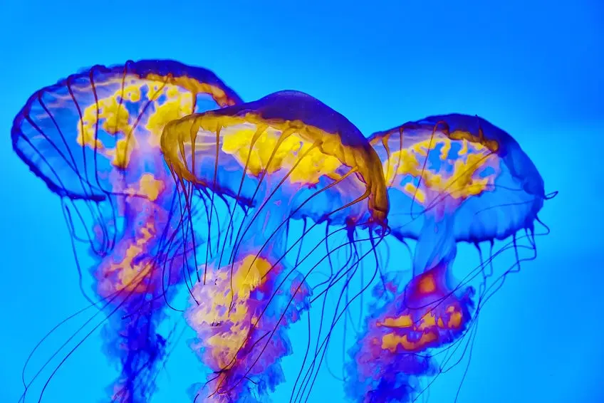 Beautiful jellyfish in their natural habitat.