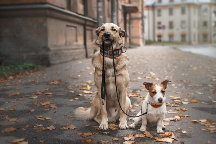 Mixed breed dog and Jack Russell Terrier walking in autumn park