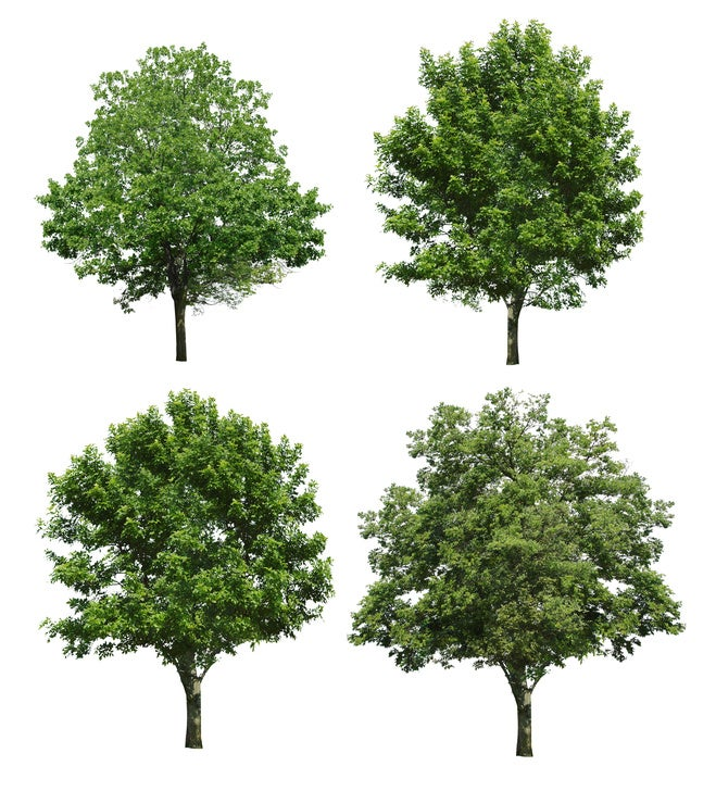 Collection tree isolated on white background