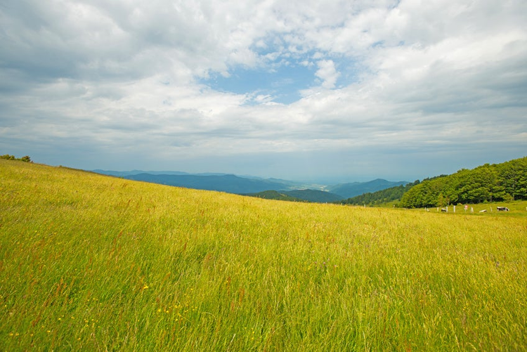 Meadows in mountains in summer