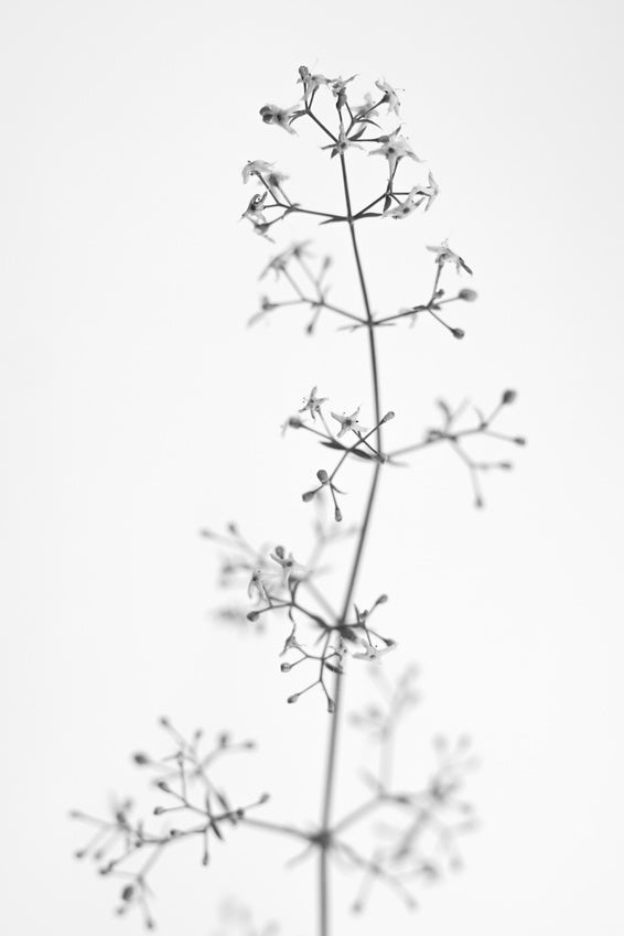 macrophoto of plant object with depth of field