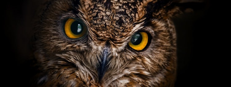 A close up of an owl's face Description automatically generated